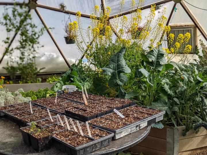 Seedling starts in trays