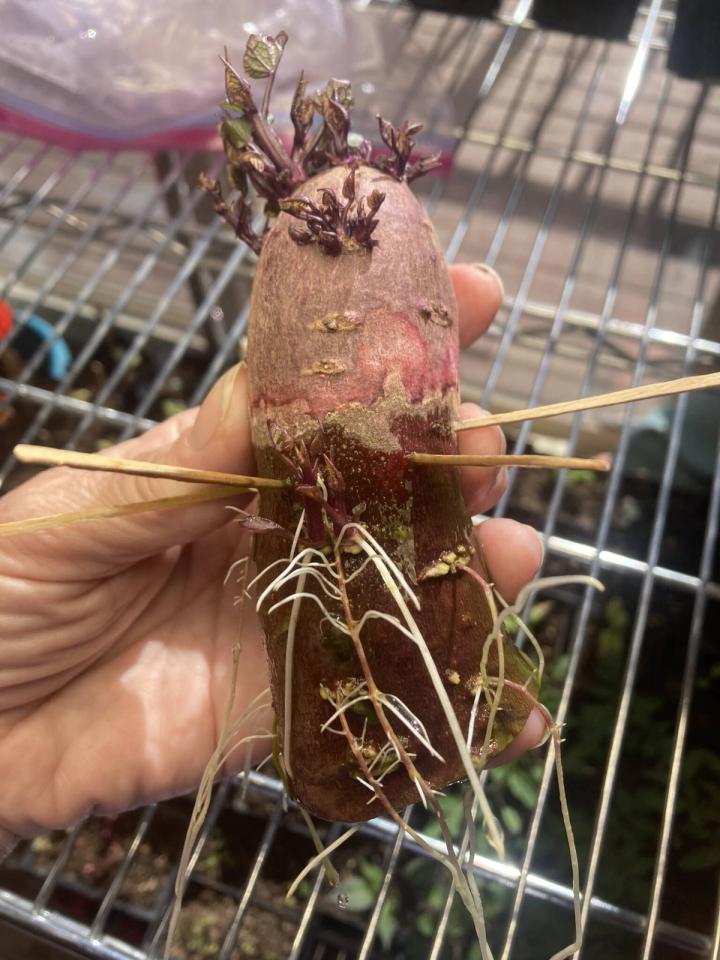Growing sweet potato slips, person holding the sweet potato with toothpicks stuck in it and shoots, the slips, starting to sprout from the top and roots from the bottom