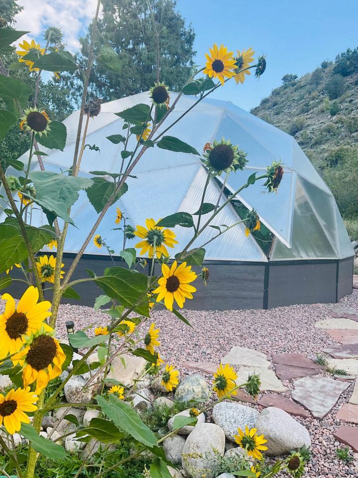 Sunflowers growing in front of a greenhouse