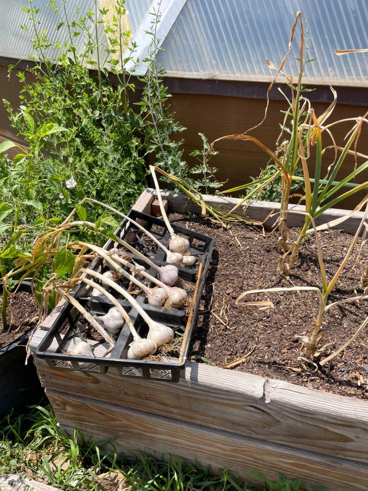harvesting garlic from an outdoor raised bed