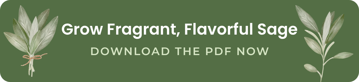 grow fragrant flavorful sage download the pdf now