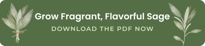grow fragrant flavorful sage download the pdf now