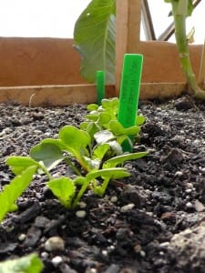 Early Season Crops