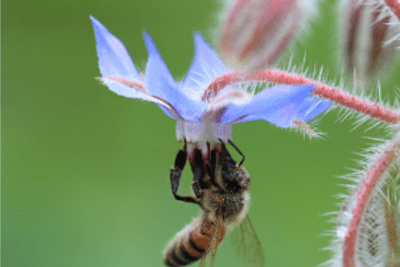 Bees image