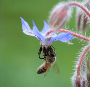 bee with borage flower Google clipart - Growing Spaces Greenhouses