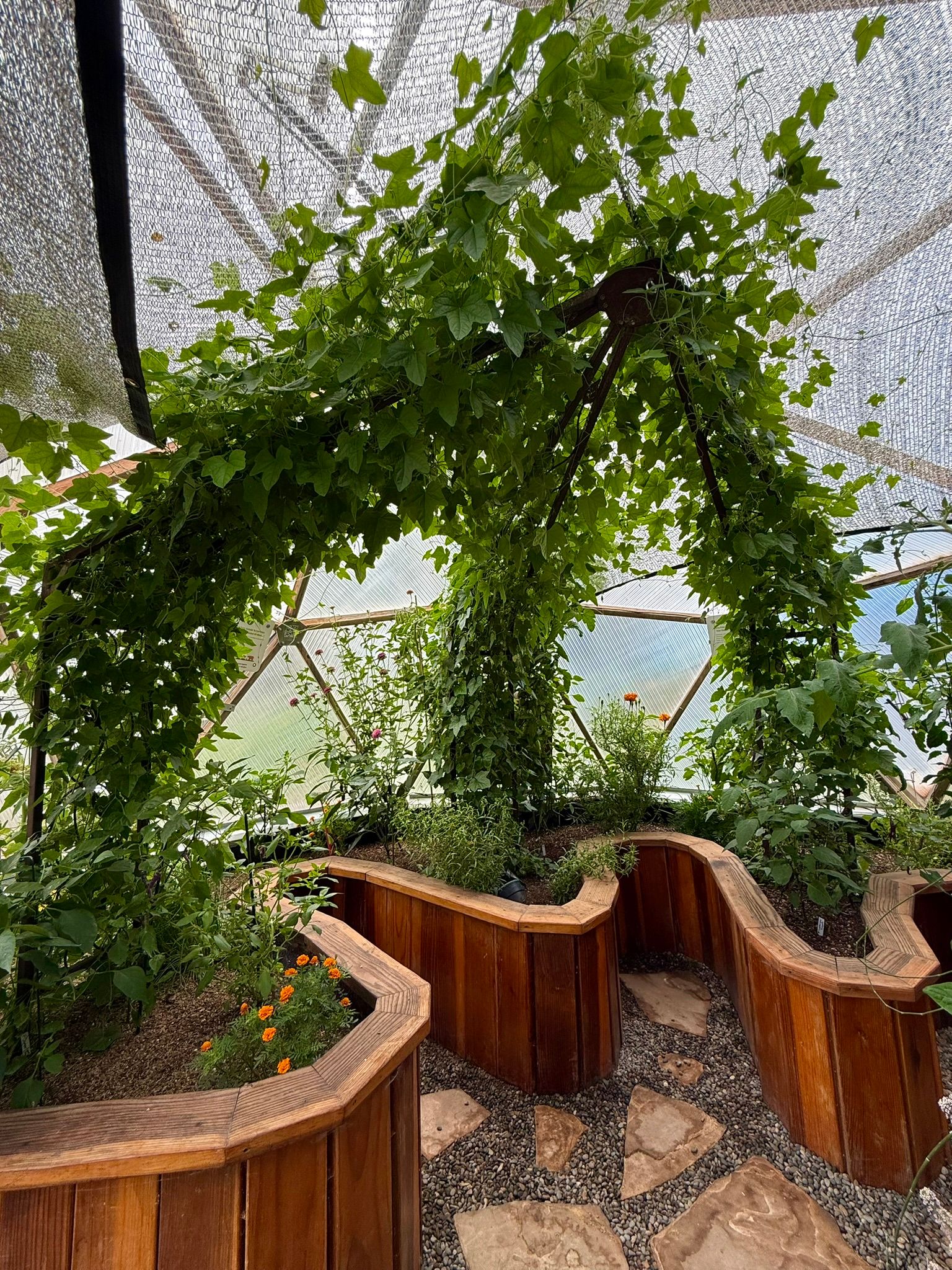 Cucamelon vines on a trellis in an 18 foot growing dome greenhouse