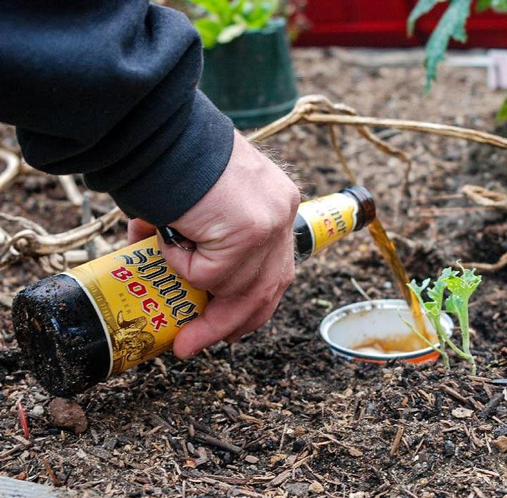 pouring beer into a Beer Trap for Pill Bugs and Roly Poly Bugs