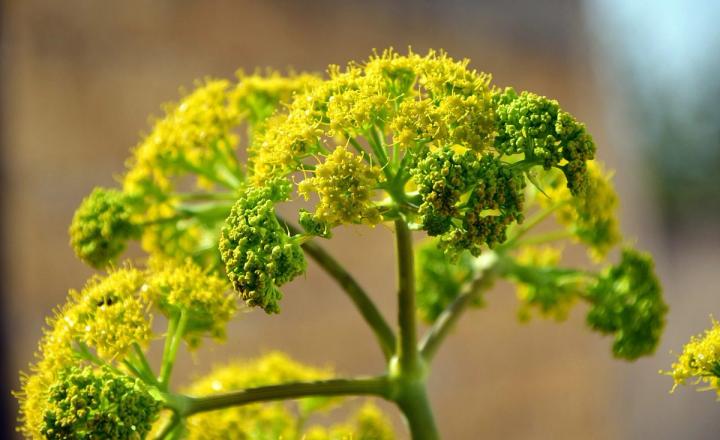fennel flowers Pixaby image