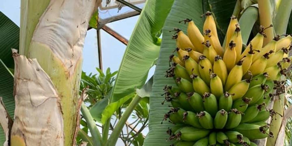 bananas growing in a geodesic dome