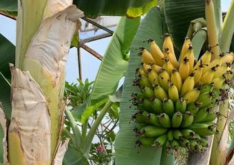 bananas growing in a geodesic dome
