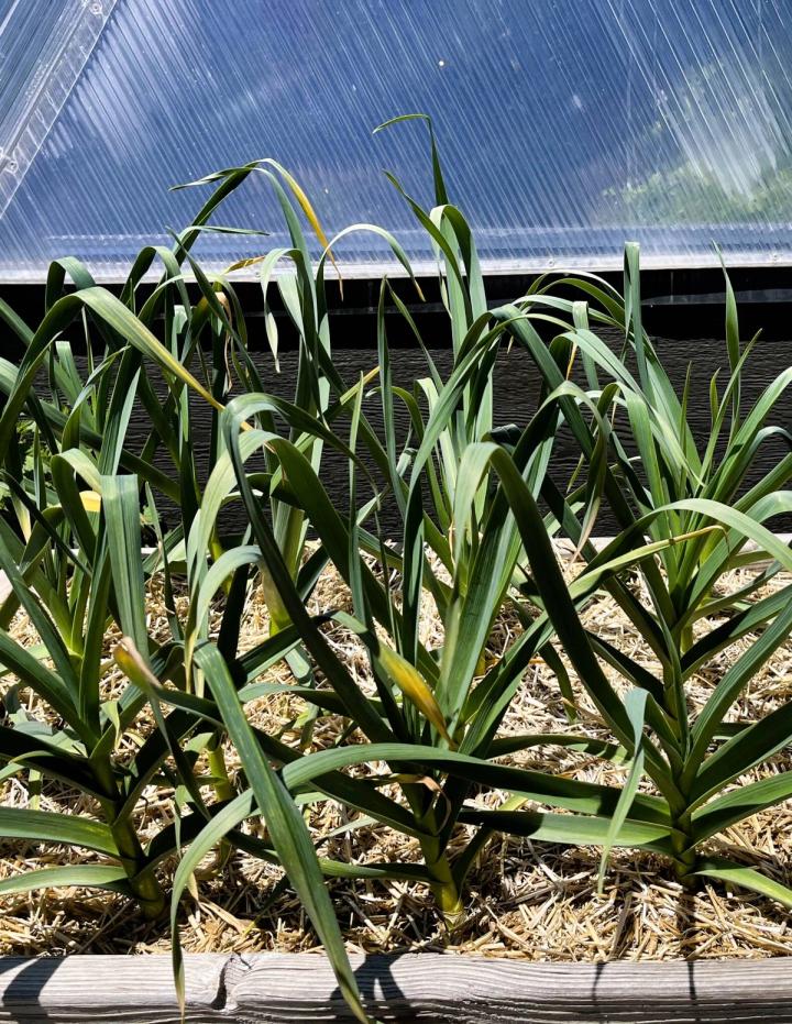 garlic growing against  a dome greenhouse