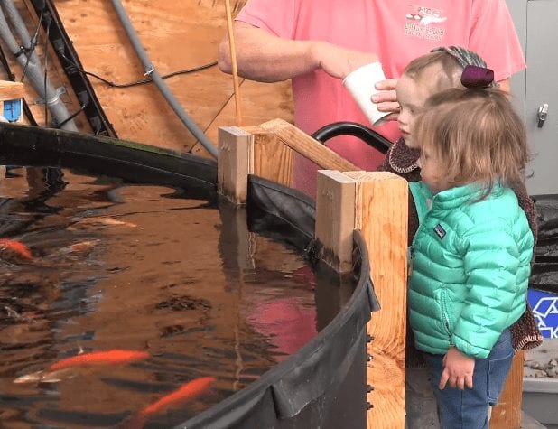 Feeding the Fish!