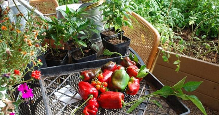 harvested peppers laying in a tray in a greenhouse on a talbe with small plants and raised beds in the background