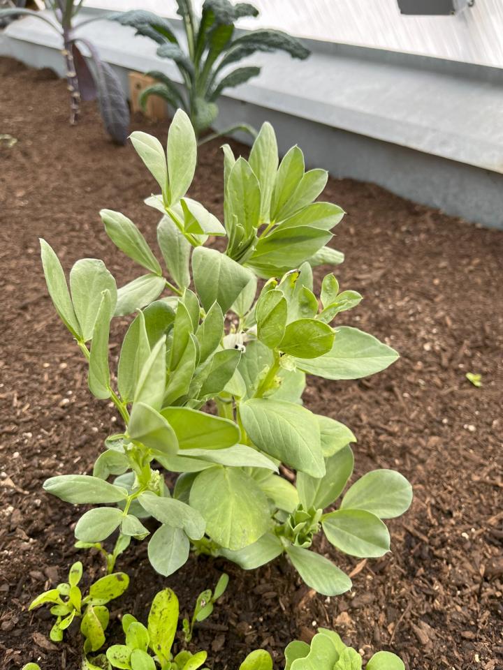 growing fava beans