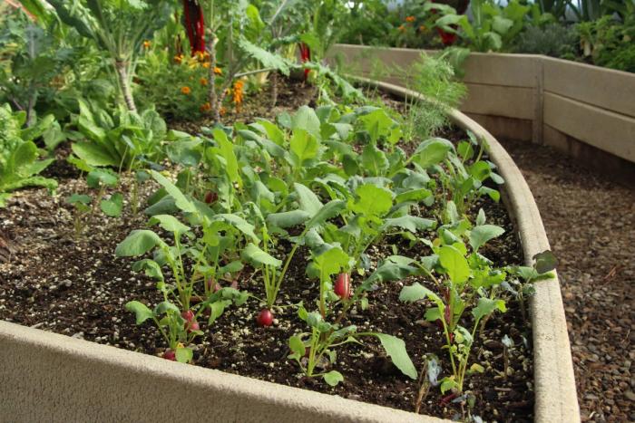 patch or radish plants with a few red bulbs protruding from soil and small green leaves