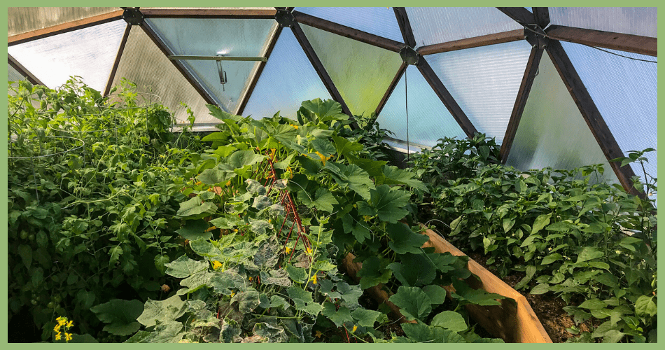 Dense vegetable garden growing inside a Growing Dome greenhouse in Alaska.