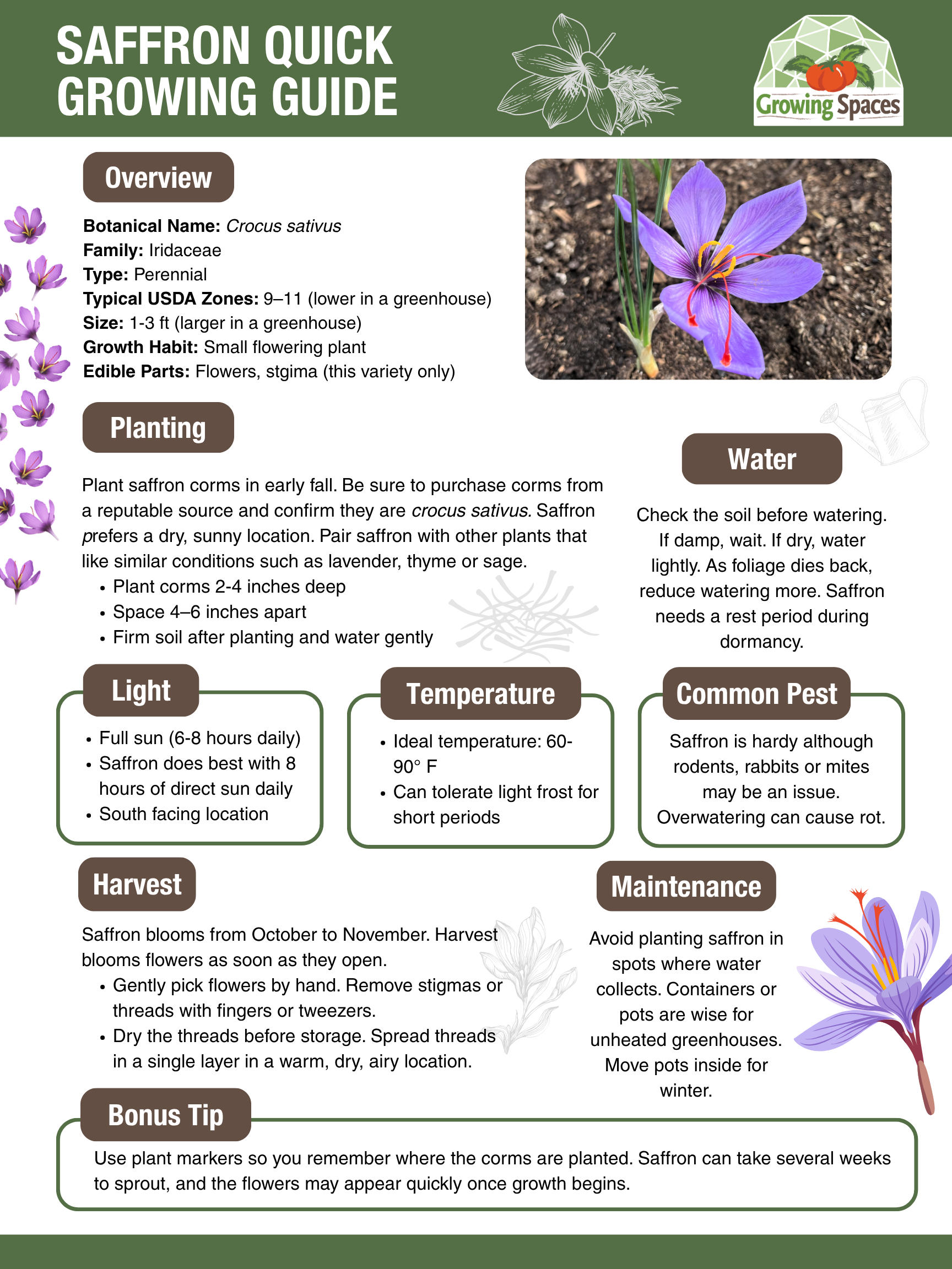 Saffron Growing Guide image