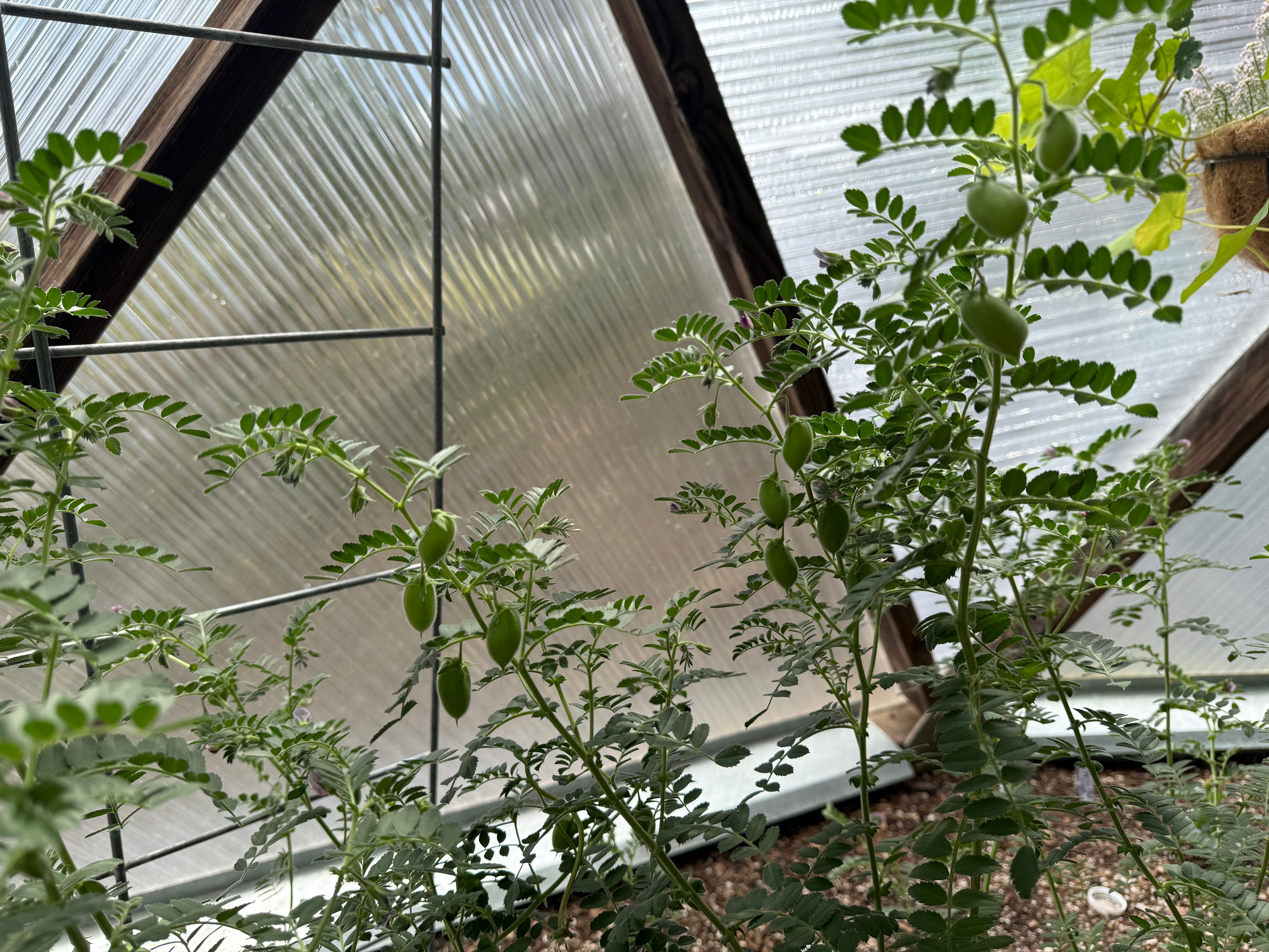 chickpea plants with seed pods forming against a trellis with the polycarbonate panels of a geodesic greenhouse in the background
