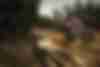 Completo Fox Adventure Defend