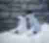 Scarponi Snowboard DC