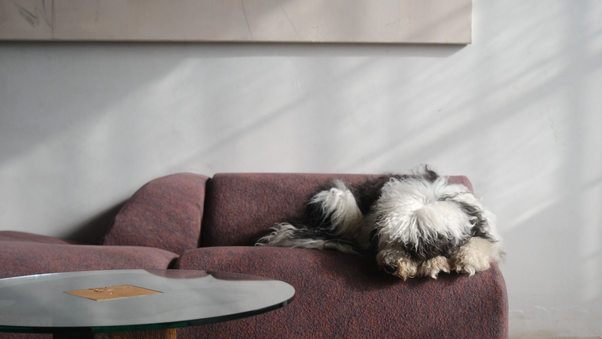 A shaggy black and white dog sleeping on a purple couch.