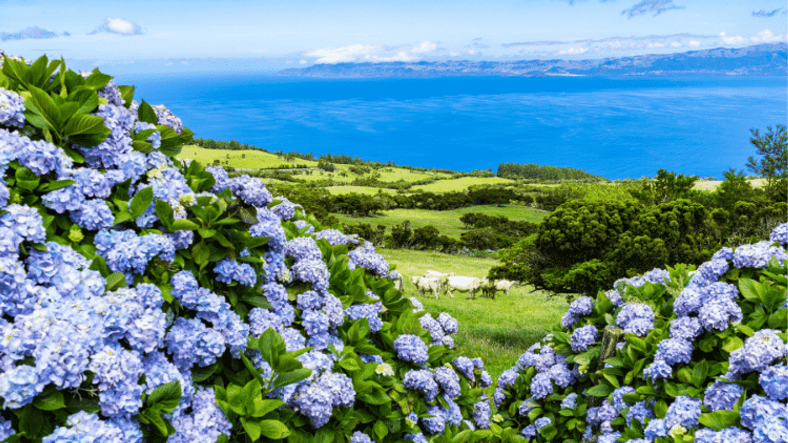 Living in the Azores