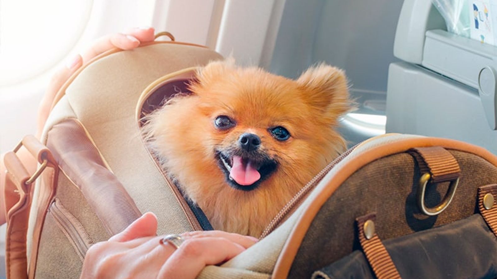 How to take your pet to Portugal