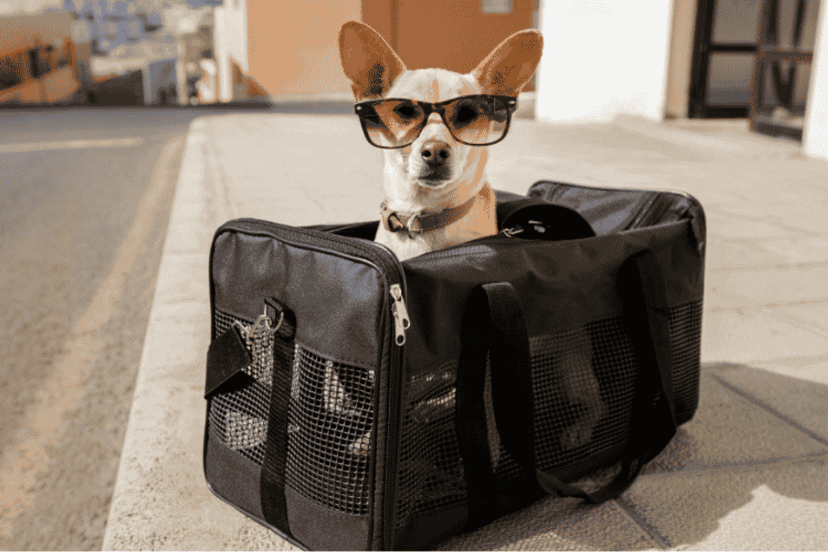 levar seu animal de estimação para Portugal de avião
