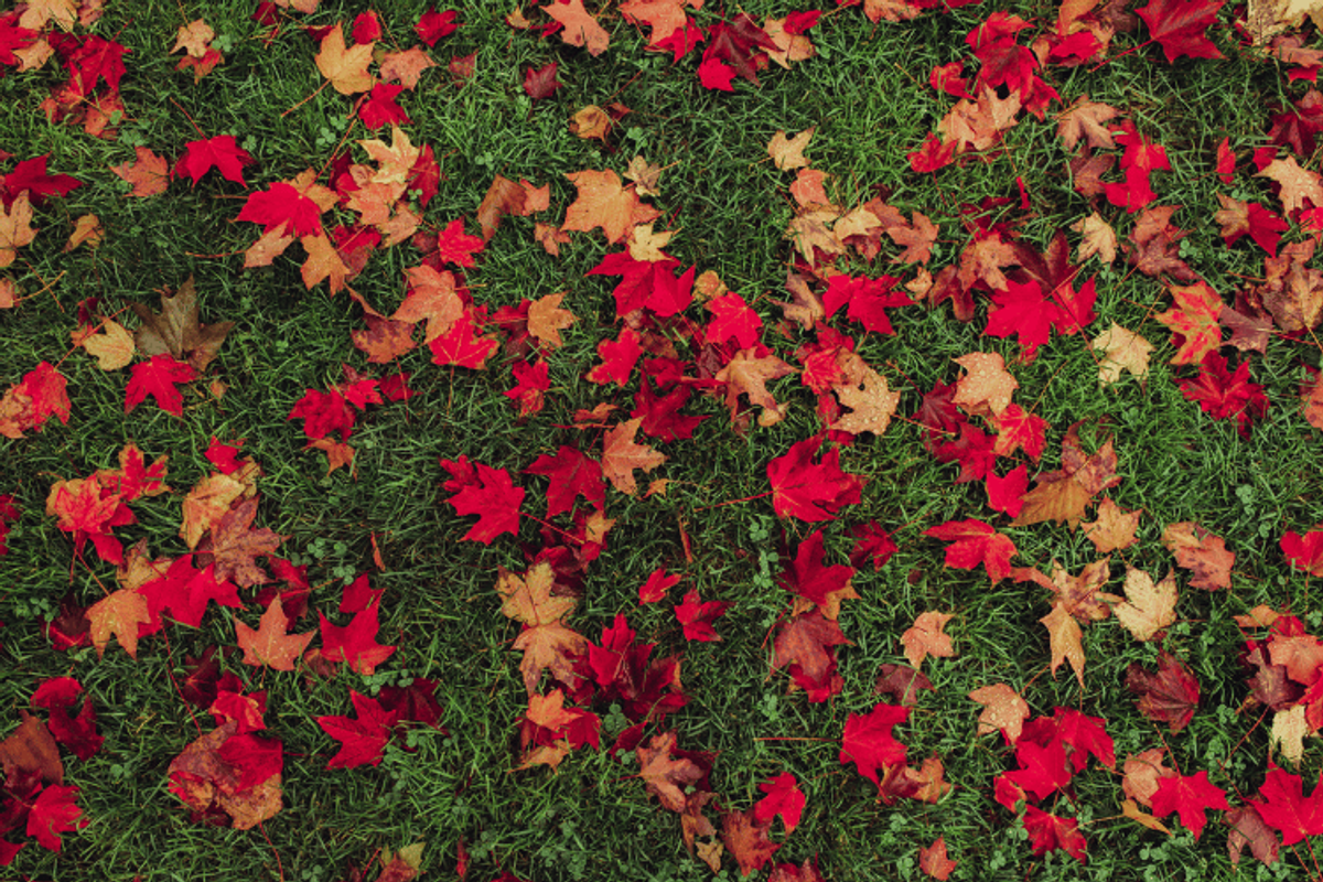 parks-during-fall-in-Portugal