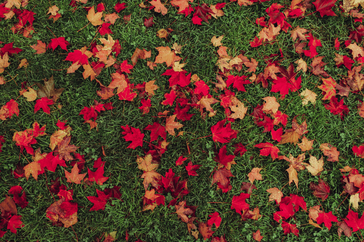 parks-during-fall-in-Portugal