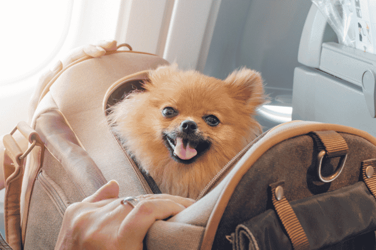 levar um animal de estimação para Portugal