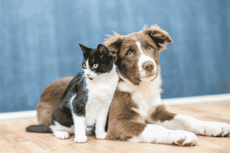 Portugal é um país amigável para animais