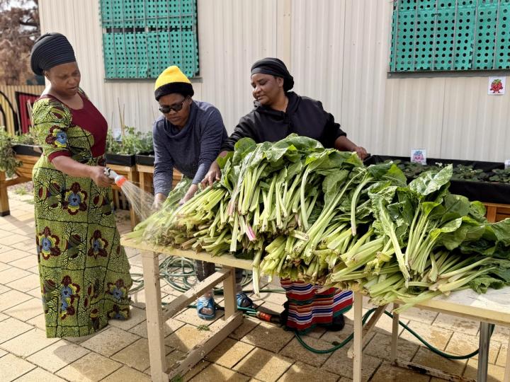 Picture of 3 Burundian women hosing off a large pile of freshly picked spinach. 