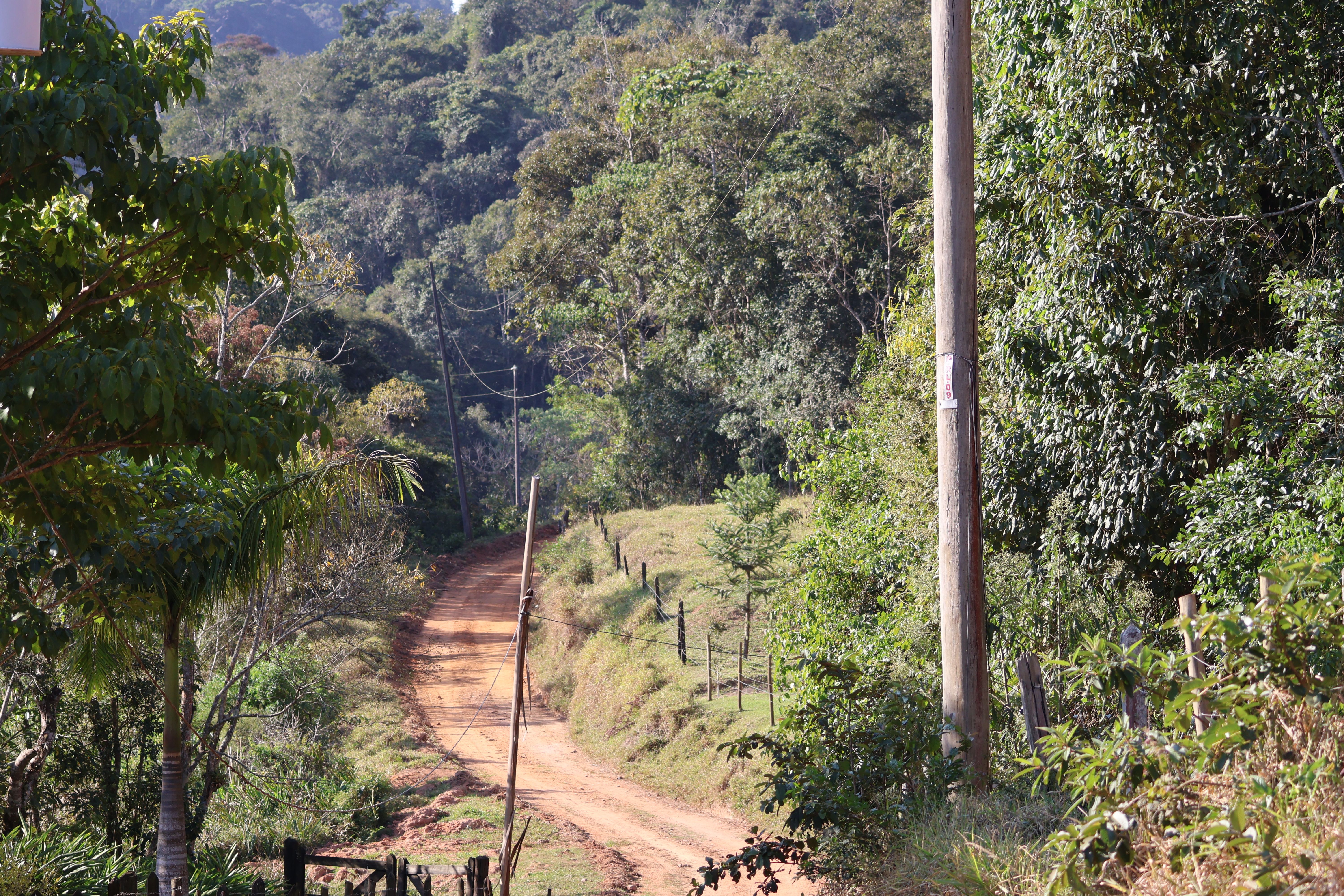 atlantic forest