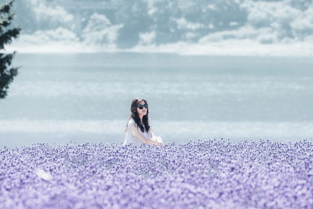 Field of Violet