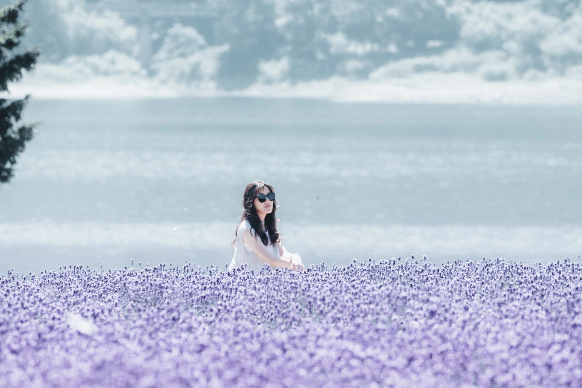 Field of Violet