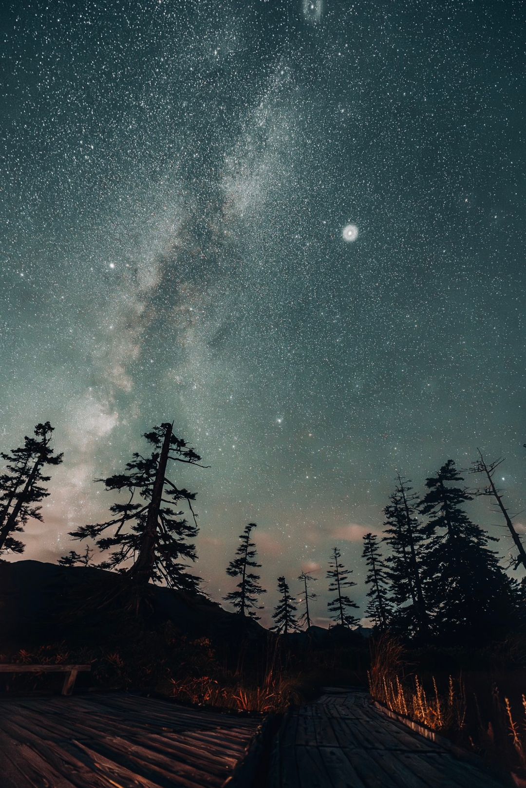 Pines and Starlight