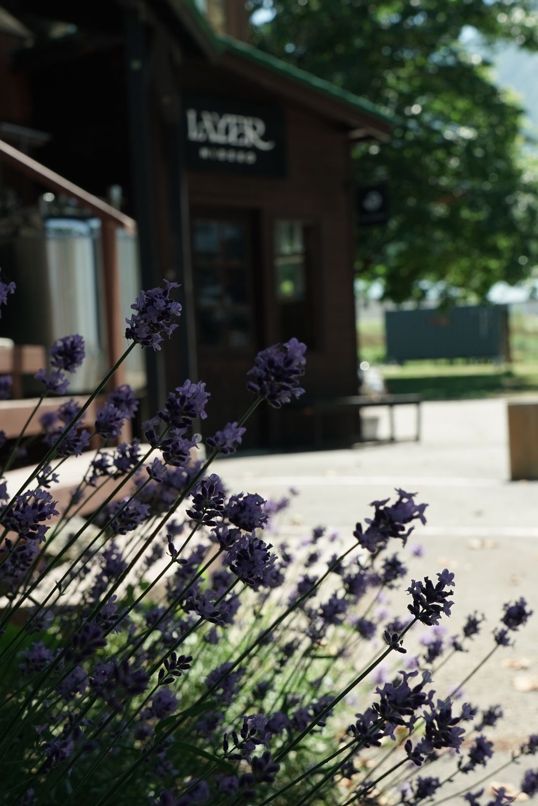Lavender Light