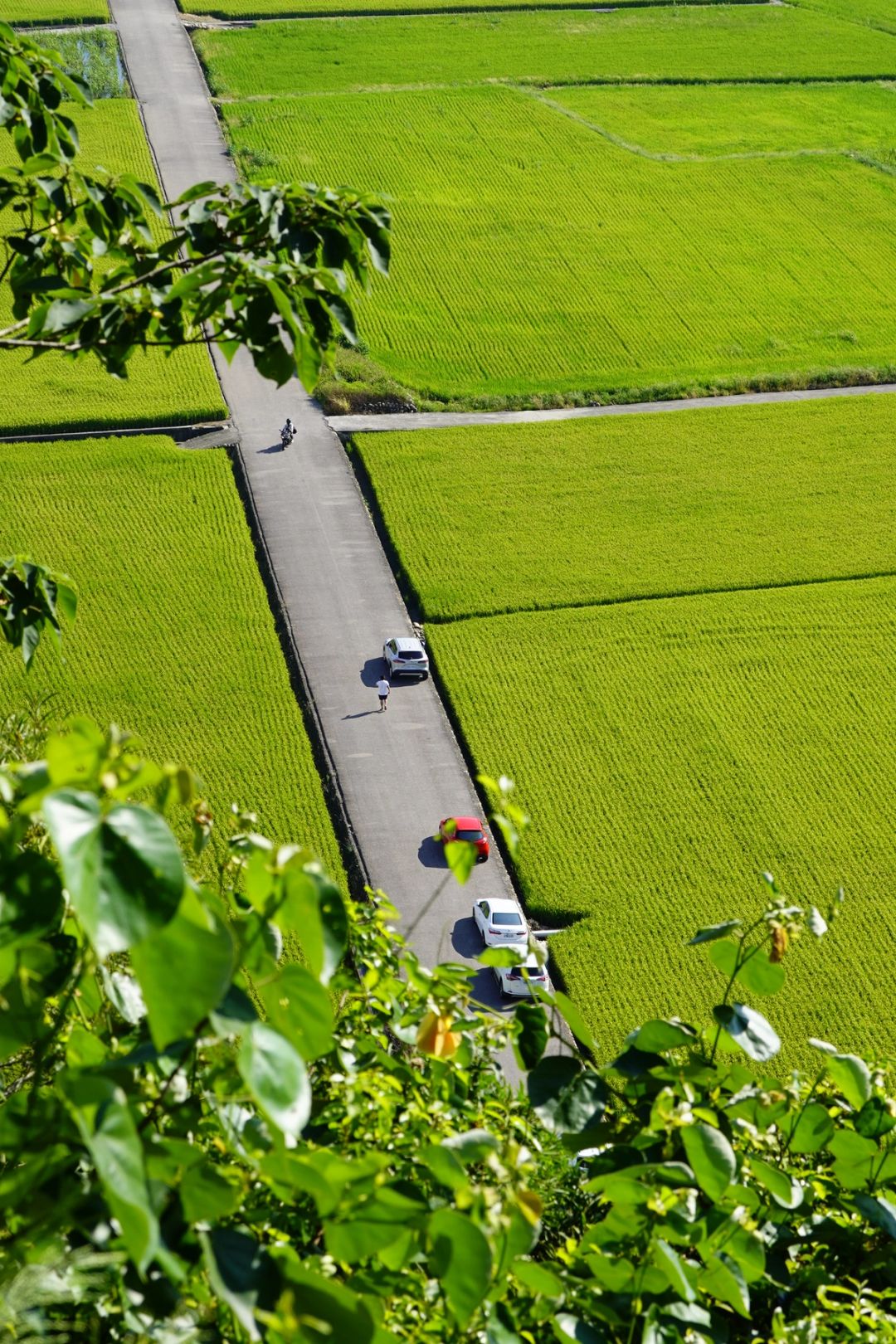 Rural Crossing
