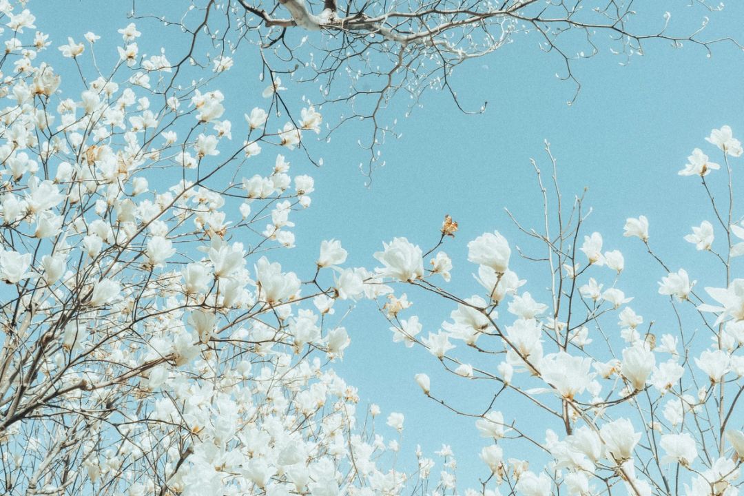 Magnolia Sky