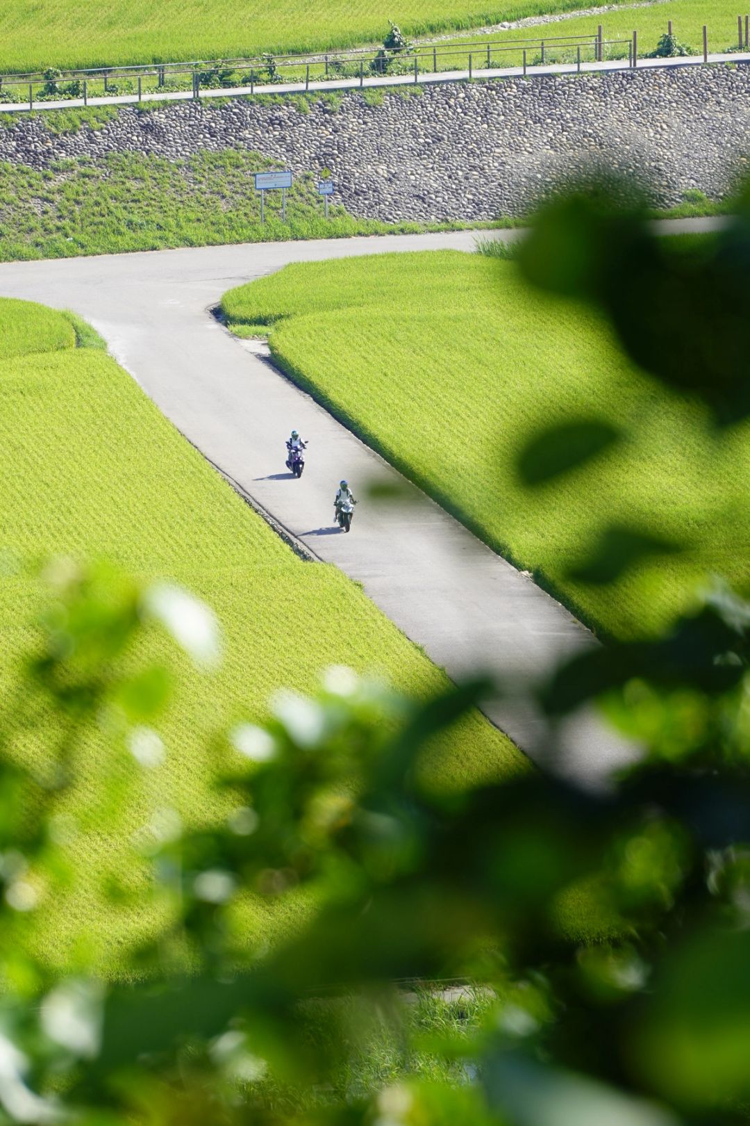 Through the Leaves
