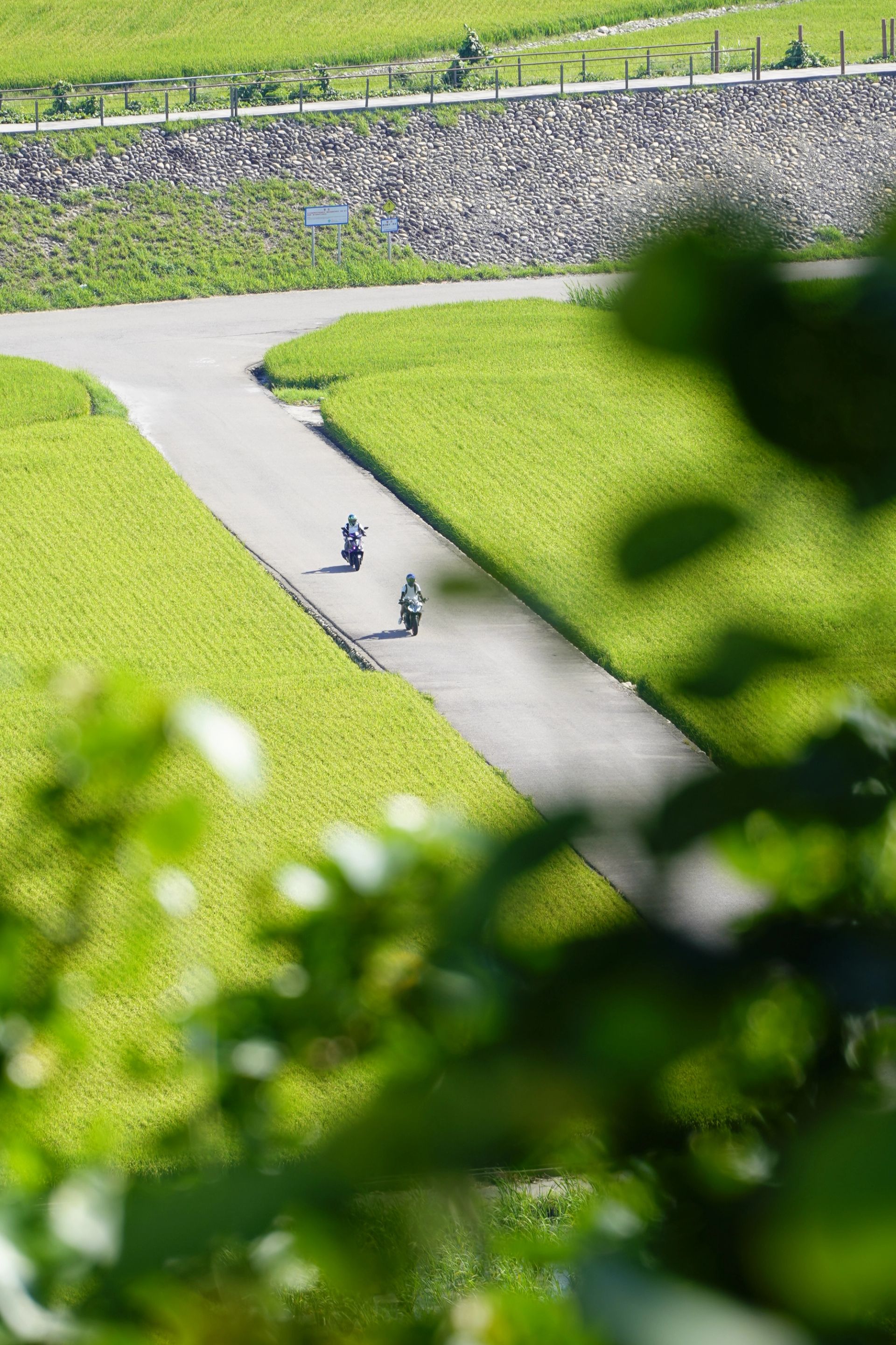 Through the Leaves