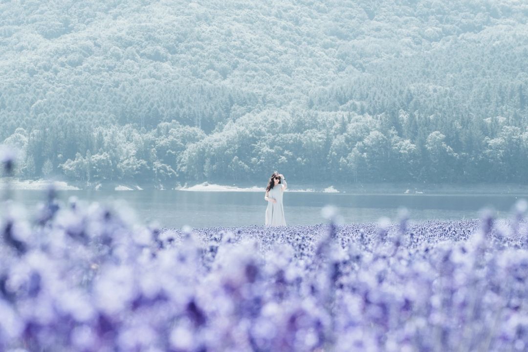 Lavender Shore