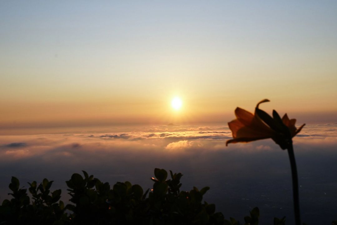 Lily at Sunrise