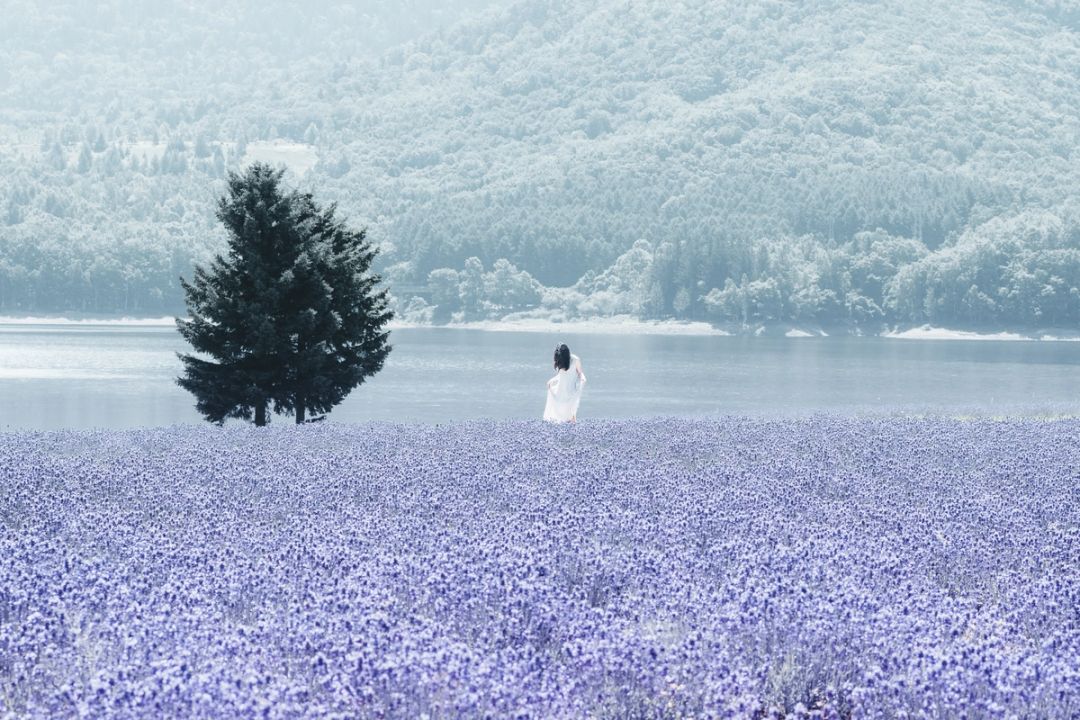Violet Fields