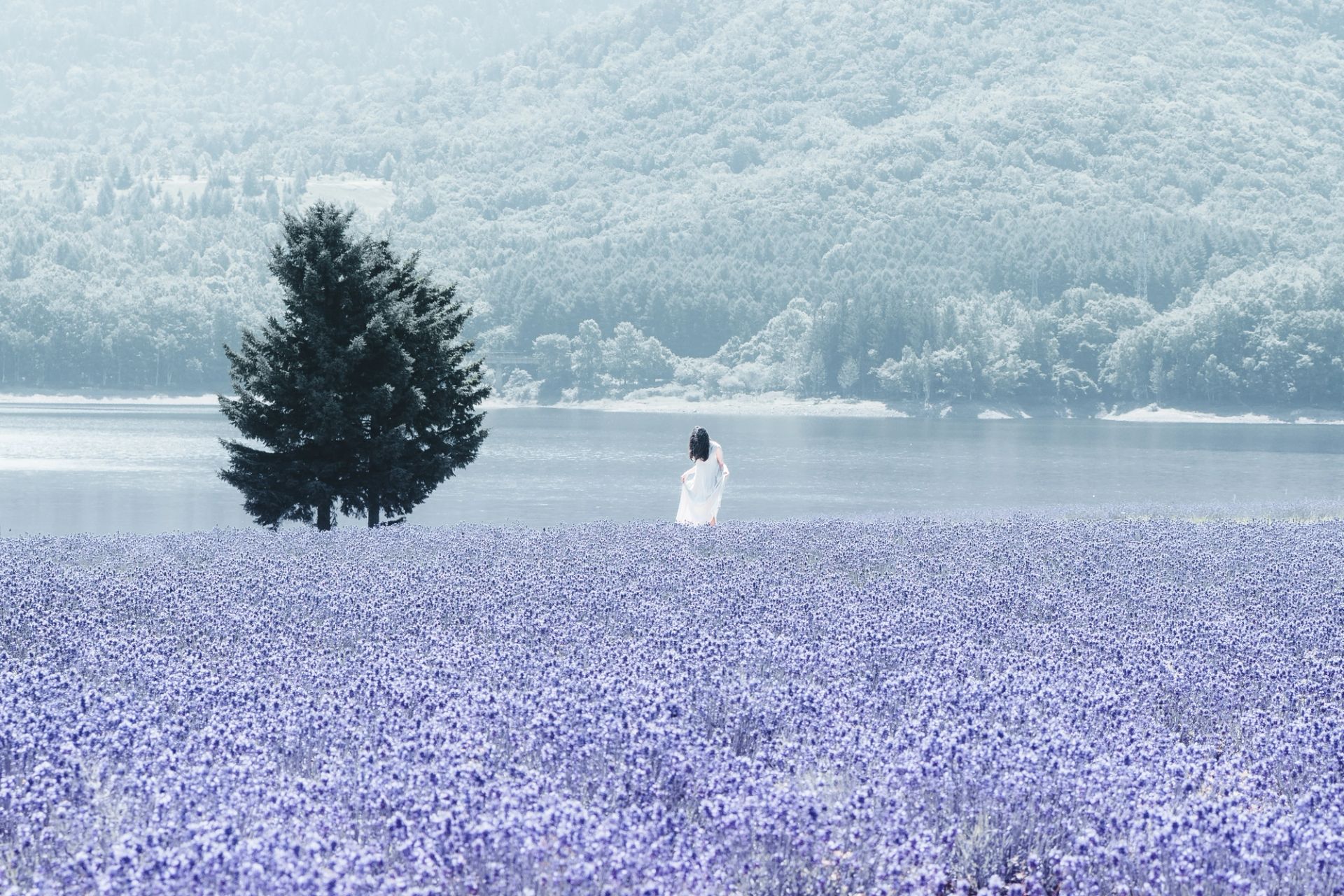 Violet Fields