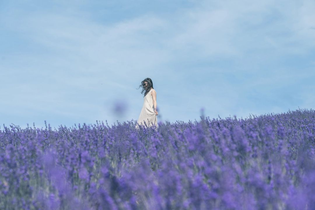 Wind in the Lavender