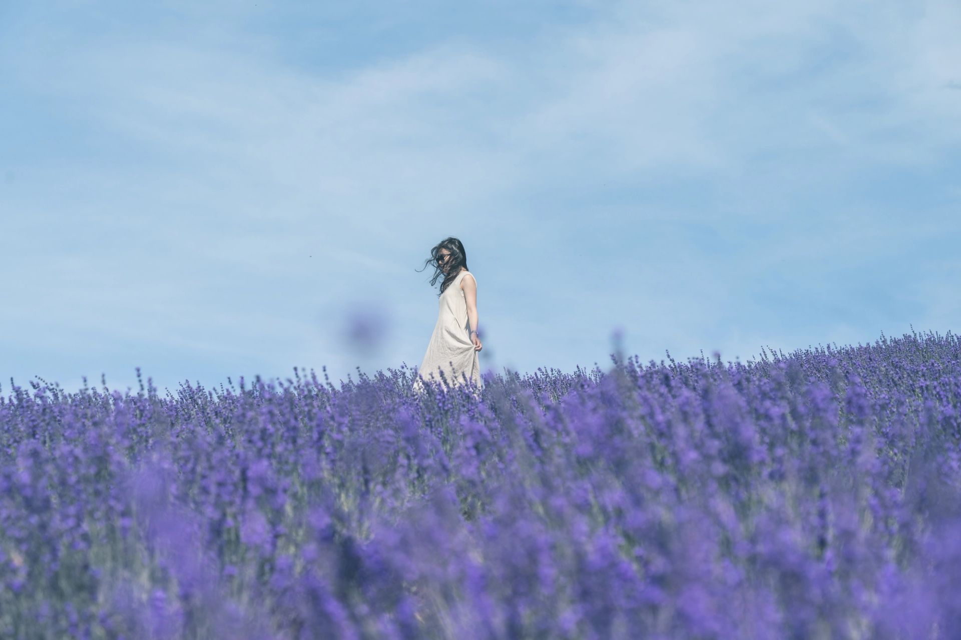 Wind in the Lavender