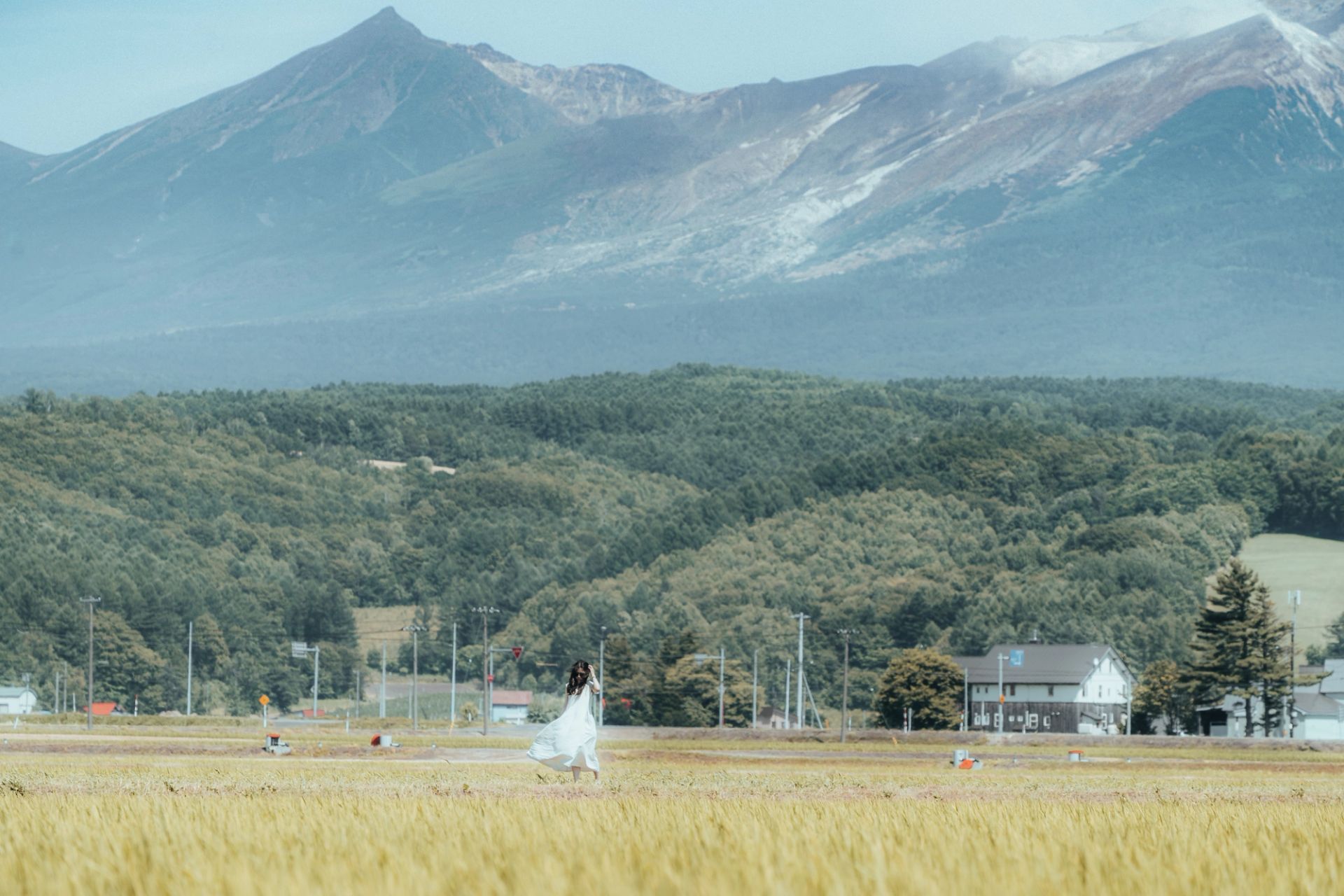 Golden Field