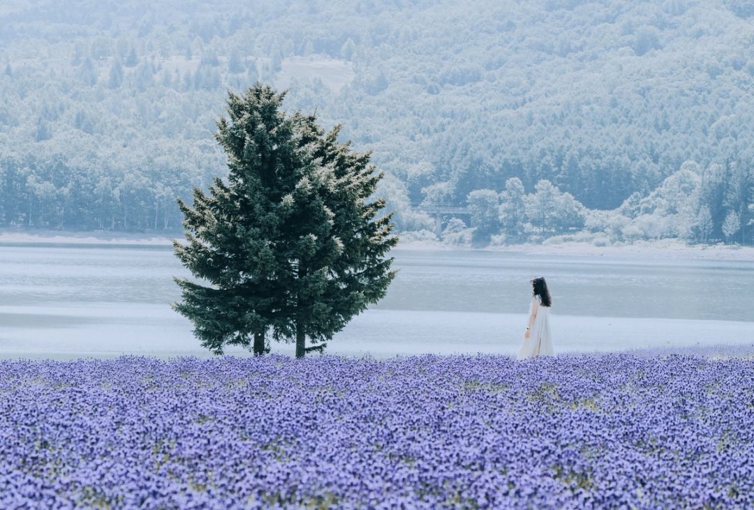 By the Lone Pine